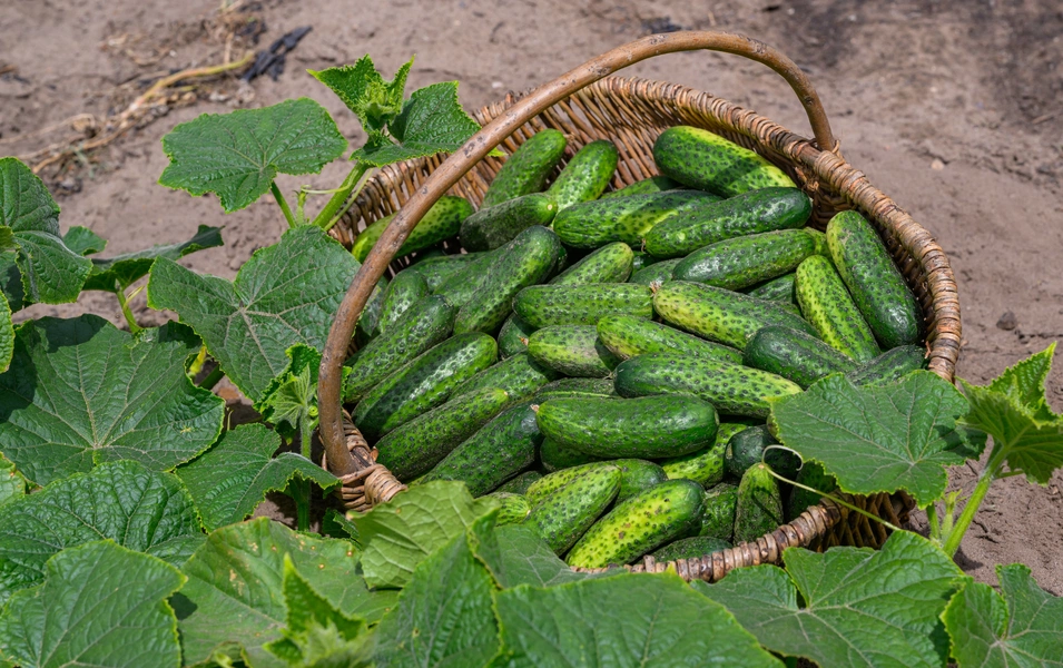 Cucumber lovers’ guide to crunch perfection
