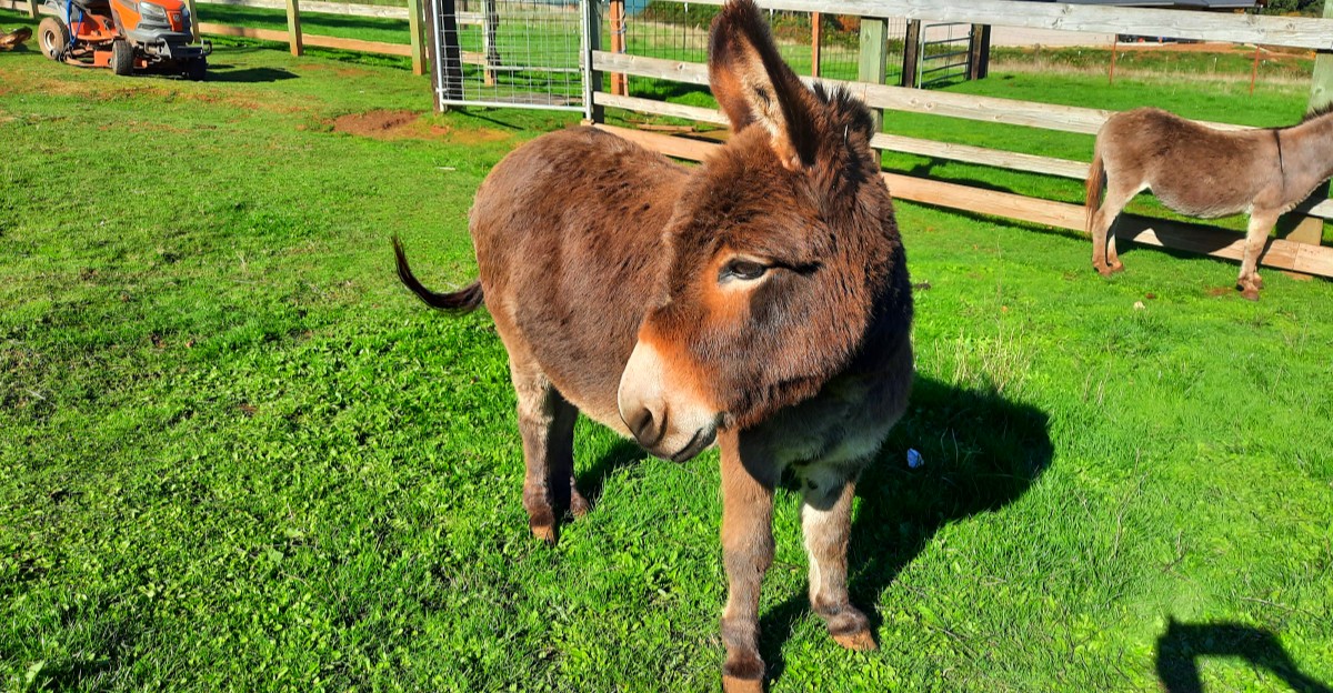 These 12 miniature donkey farms make surprisingly fun day trips