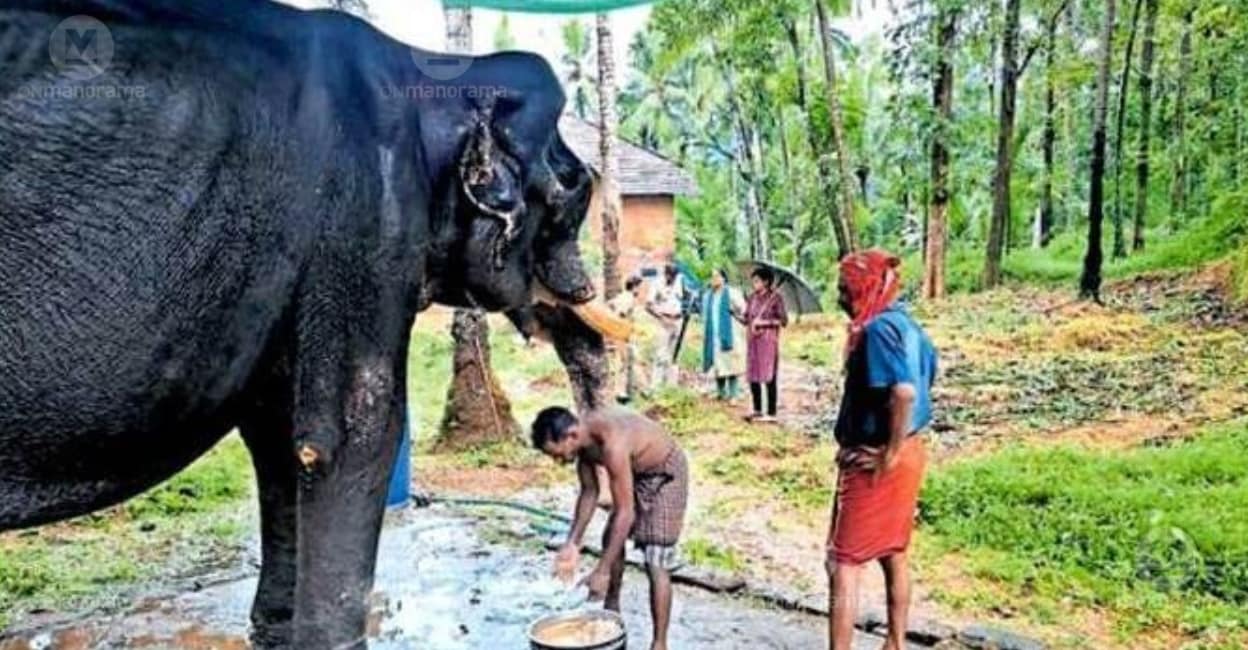 Kerala Forest Department books elephant owner and mahout for neglect