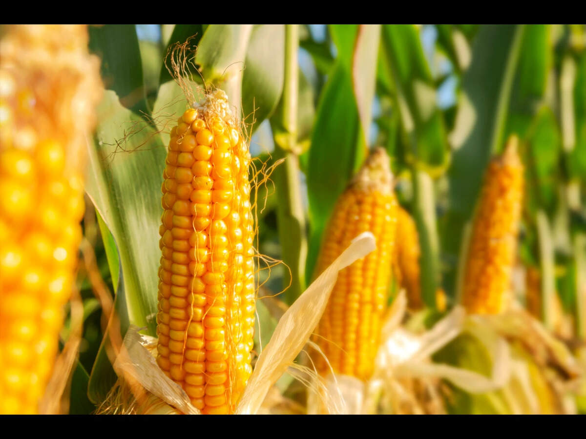 Govt should hike maize-based ethanol procurement rate by 9% to Rs 75 ...
