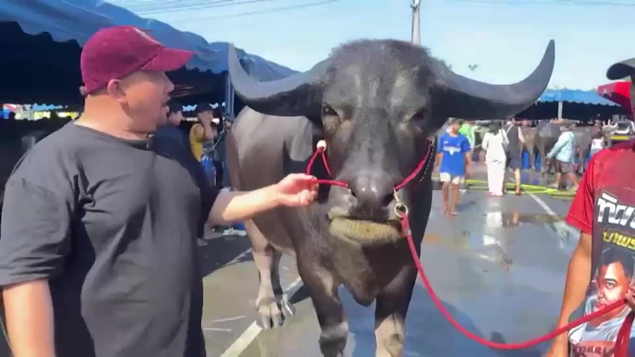 Huge buffalo standing 5'6