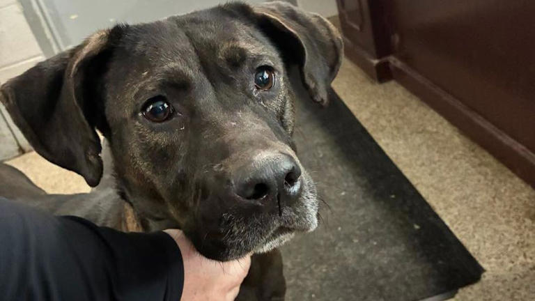 Three dogs dumped near state land in Tuscola County, shelter looking ...