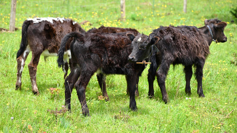 Chinese scientists cloned this endangered species - then they made 10 more