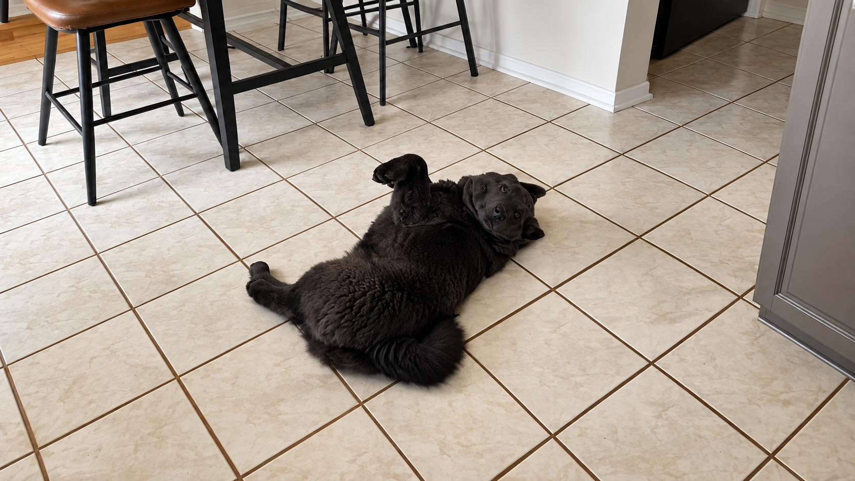 My everyday routine with my short-haired chow chow