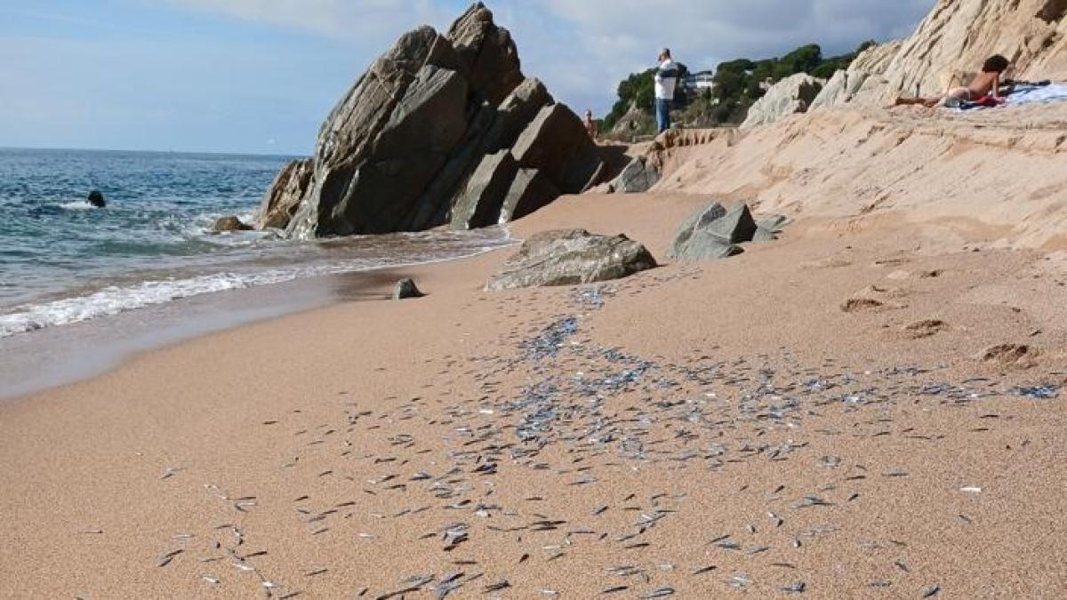Cientos de peces aparecen muertos en Sant Pol