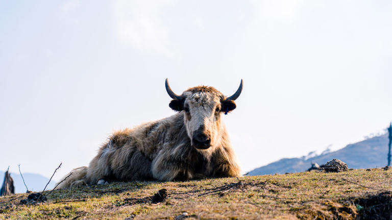 Chinese scientists cloned this endangered species - then they made 10 more