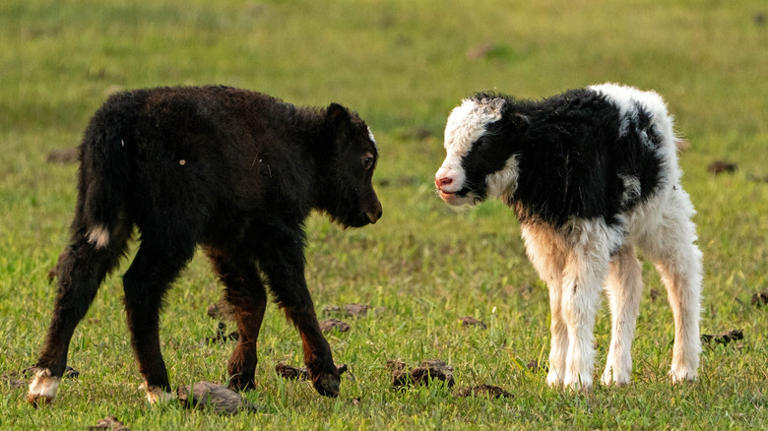 Chinese scientists cloned this endangered species - then they made 10 more