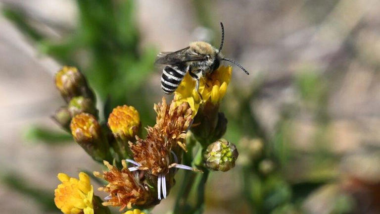 Tiny zebra-striped bee in West a huge surprise
