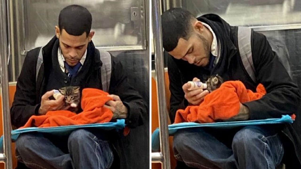Man’s tender care for a kitten on the subway draws attention online