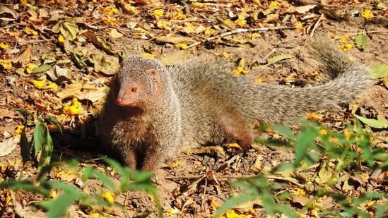In 1979, 30 mongooses were released on Amami Oshima to control habu ...