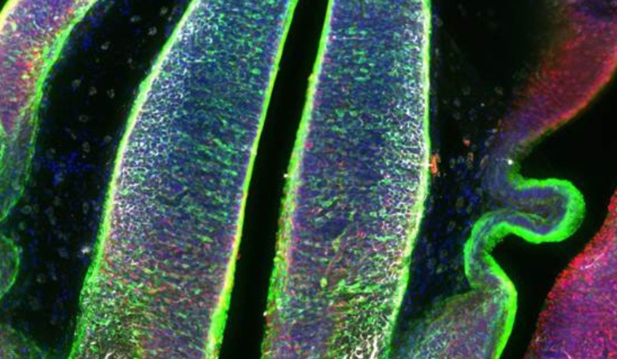 Estudio pionero: investigadores crean el primer atlas del tálamo ...