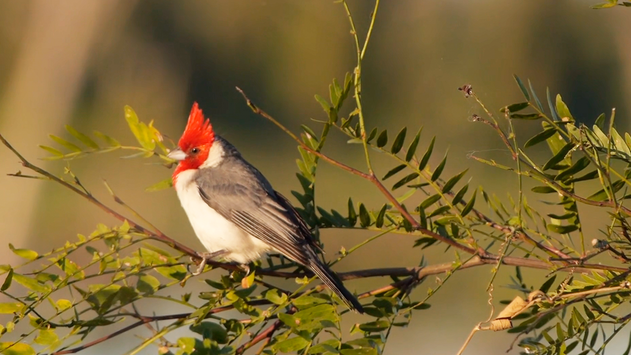 I filmed a rare bird resting in a peaceful moment