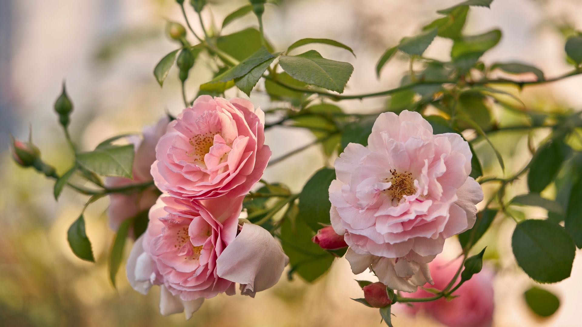 October is the best time to deal with black spot on roses – here's how ...