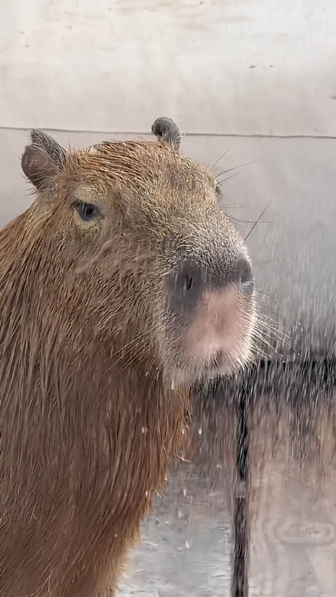 Capybara makes adorable expressions while listening to music