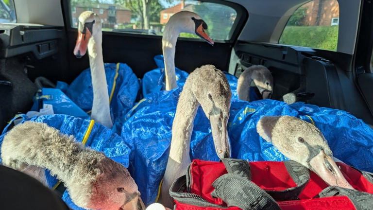 Six swans a swimming after town centre rescue