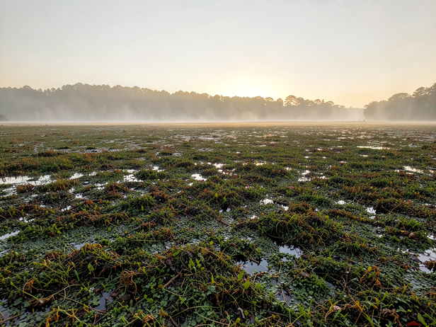 Loktak Lake's floating islands are the last home of Manipur's sangai deer