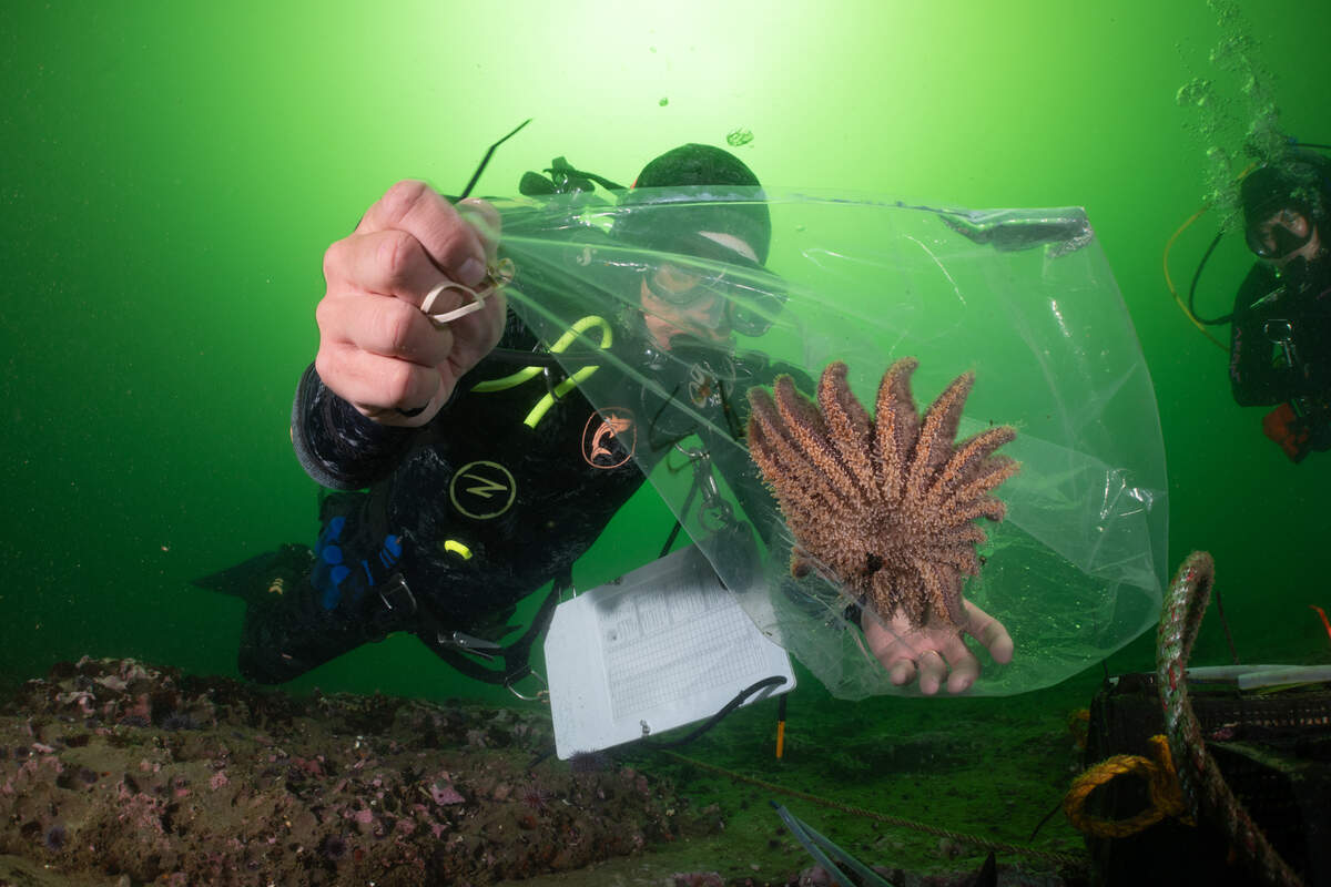 What happened to the sea stars that kept California's kelp forests alive?
