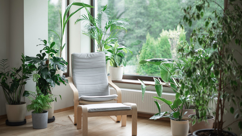Enjoy This Tropical Plant Indoors To Keep It Happy & Thriving ...