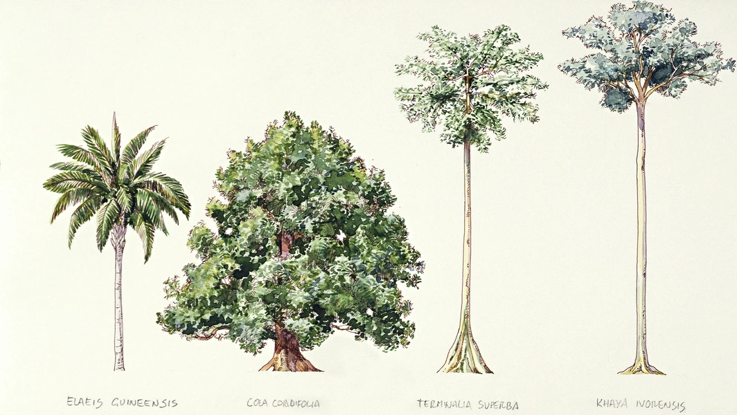 Trees that shape our world and hearts