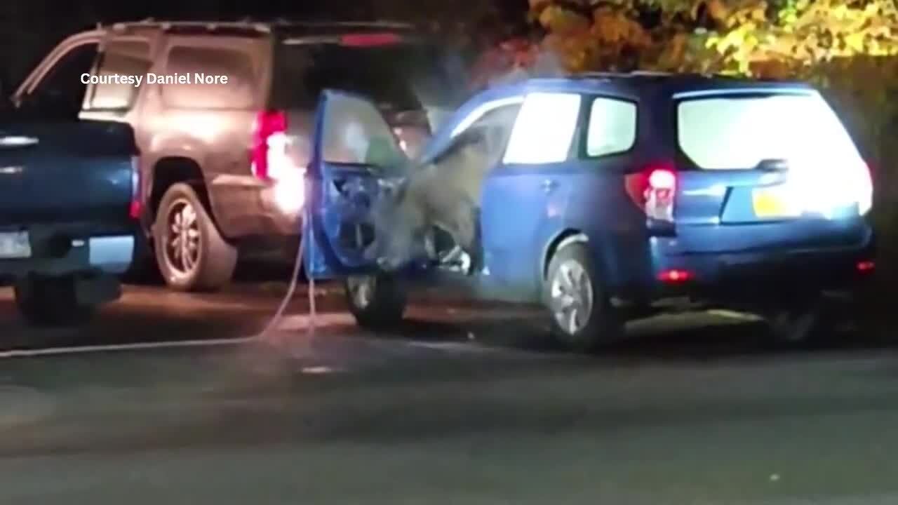 Bear locks itself in Subaru, destroys interior before police free it