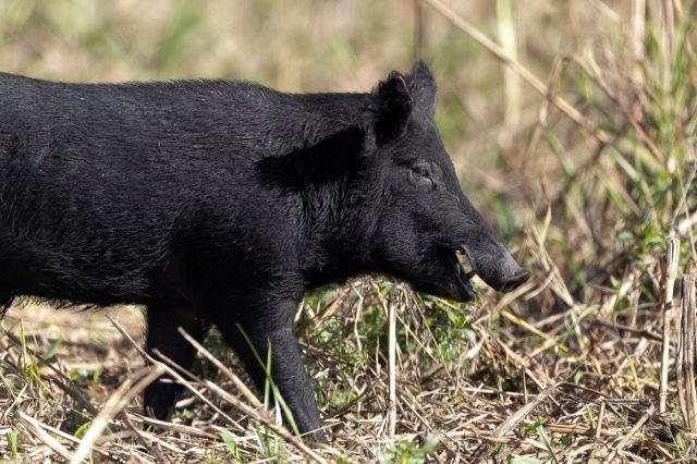 Houston suburb wants residents to help map feral hog traffic in parks