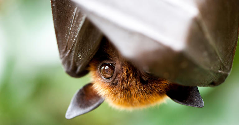Indiana bat counts offer hope after steep losses