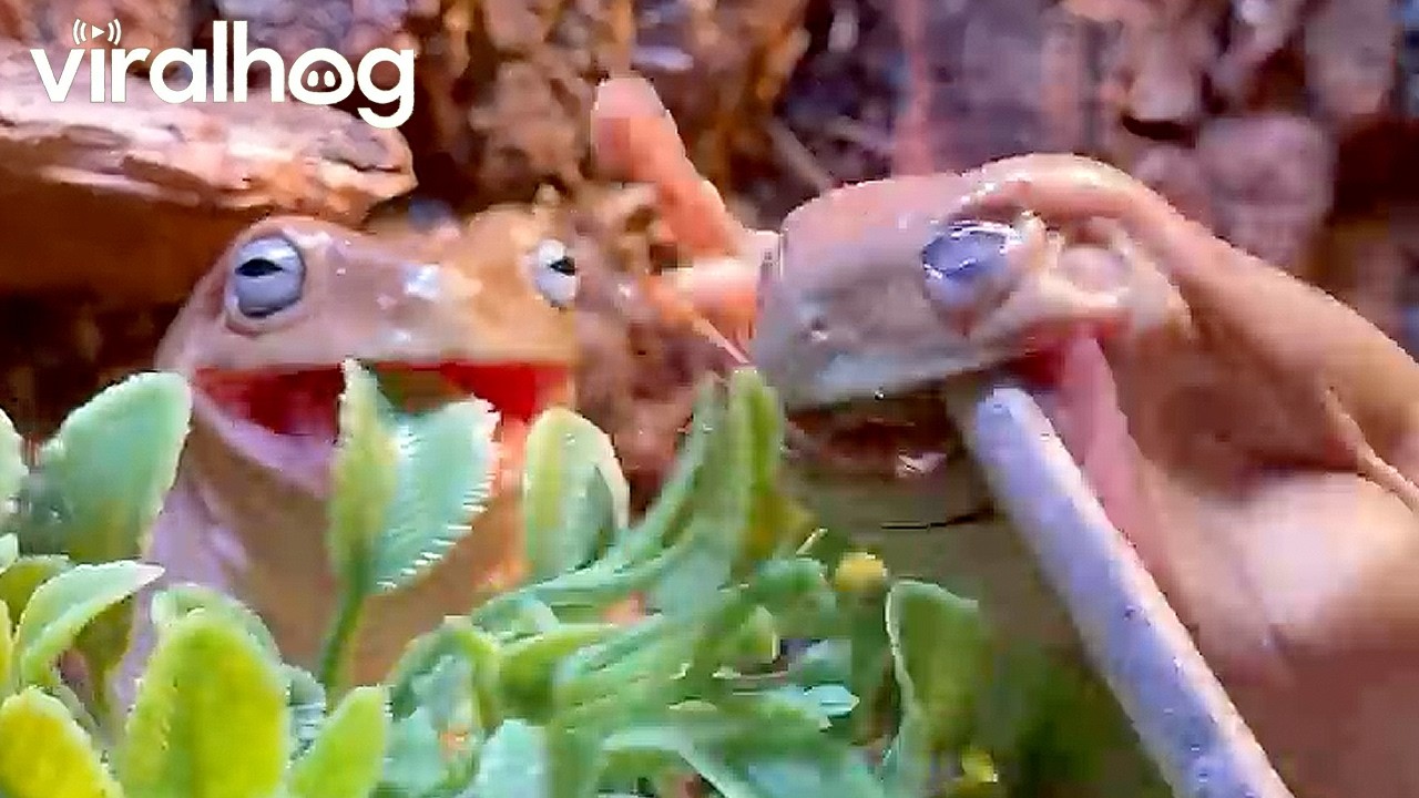 Hungry tree frogs get excited for feeding time