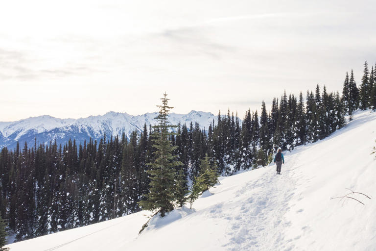 Hurricane Ridge sits at 5,242 feet, and in winter the road up is open ...