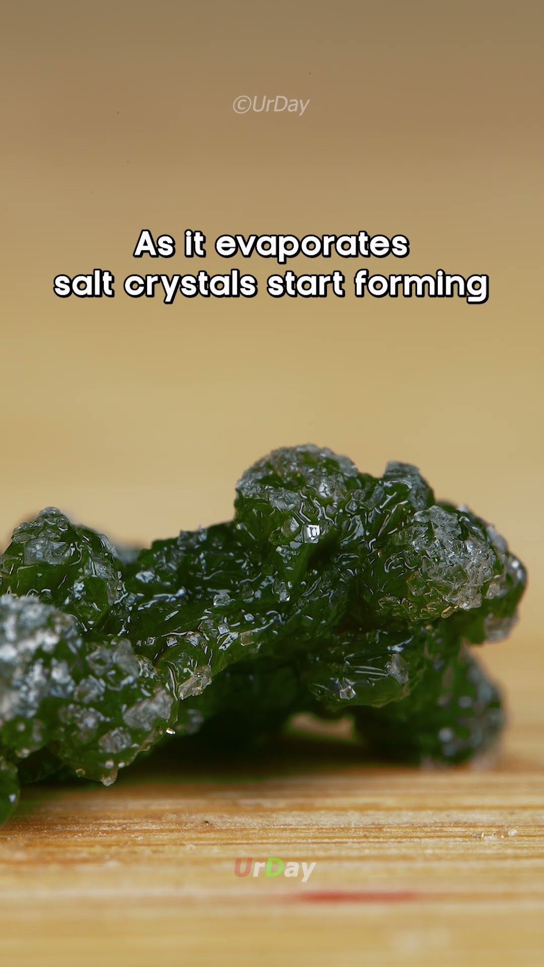 Seagrape salt grow close-up and timelapse #urday