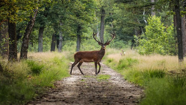 City of Dublin plans to remove 100 deer through deer management program beginning Sunday