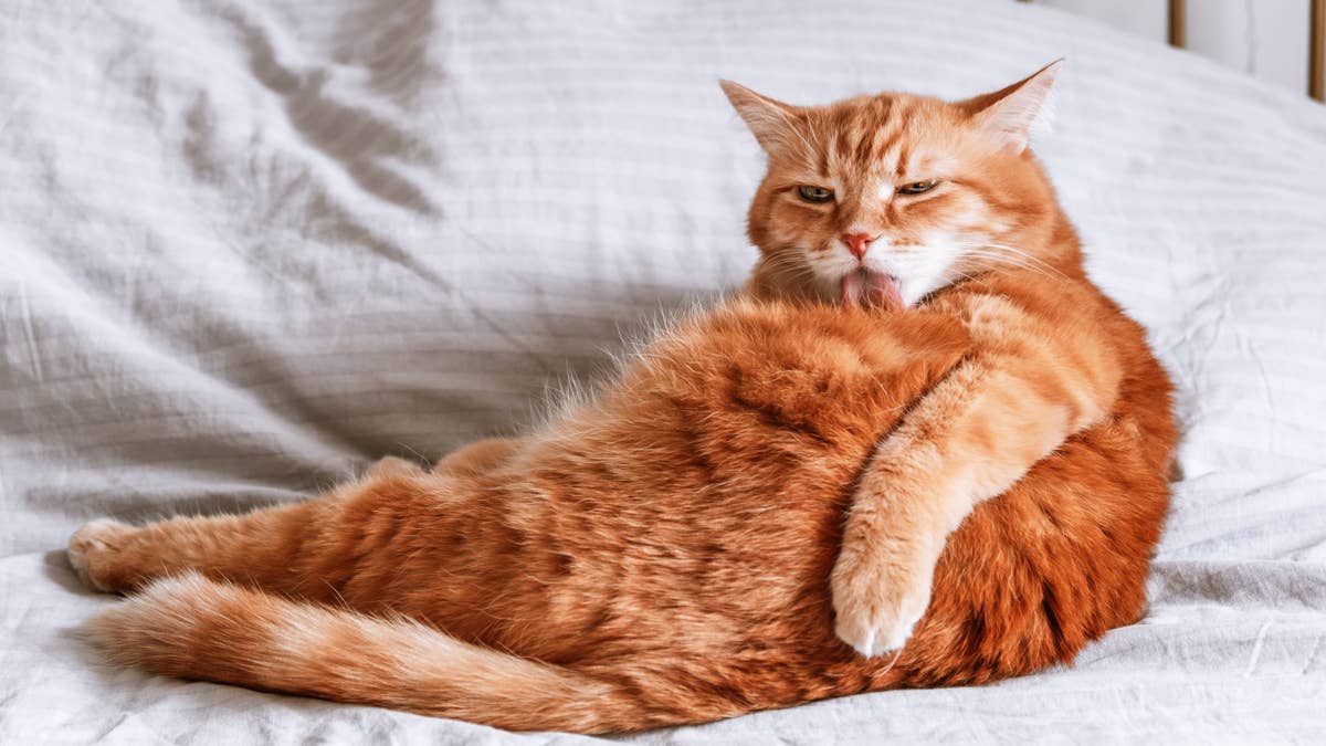 Chunky orange cat who went viral for his massive size is still looking ...