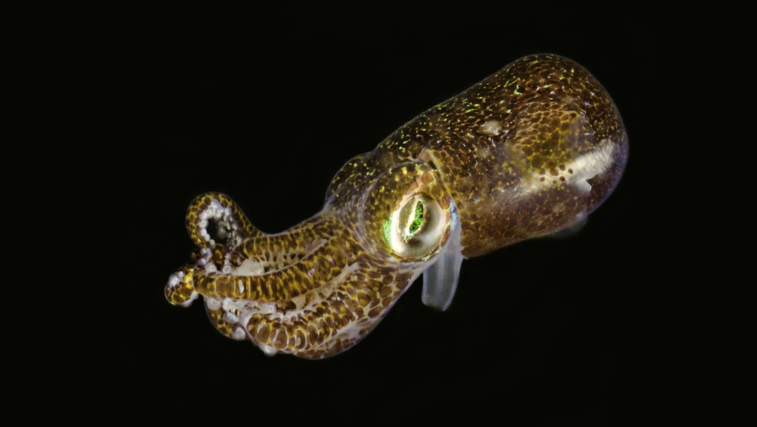 Squids found to recode thousands of proteins via RNA editing