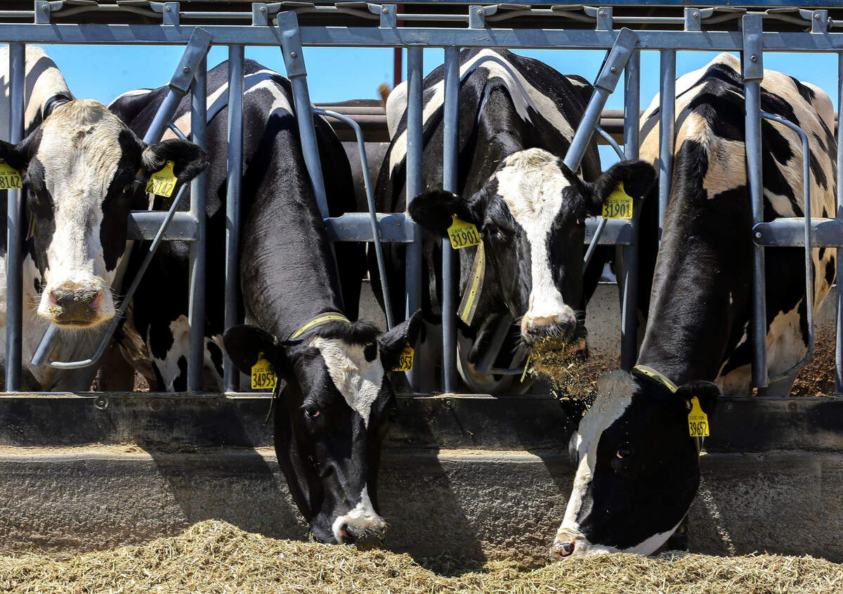 Bird flu found in Tri-Cities area dairy for 1st time. Raw milk declared ...