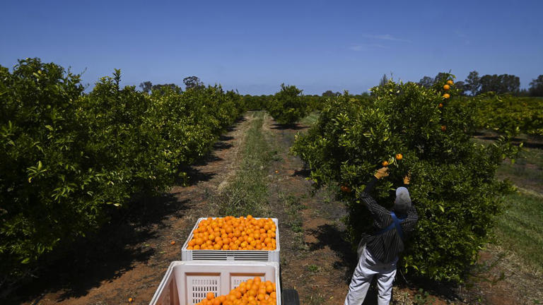 Backpacker visa cuts spark fears of rotting crops