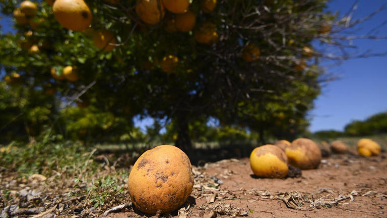 Backpacker visa cuts spark fears of rotting crops