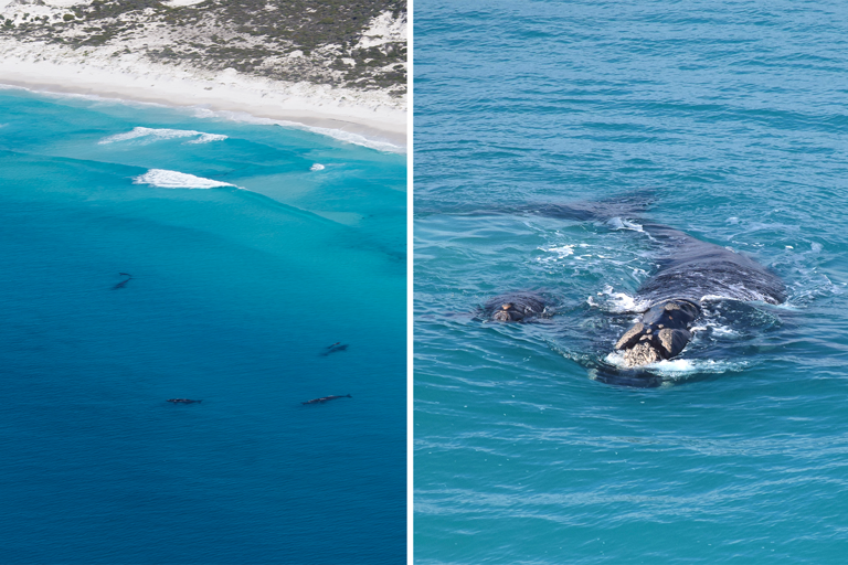 Common belief about rare Australian whale set straight after 50 years