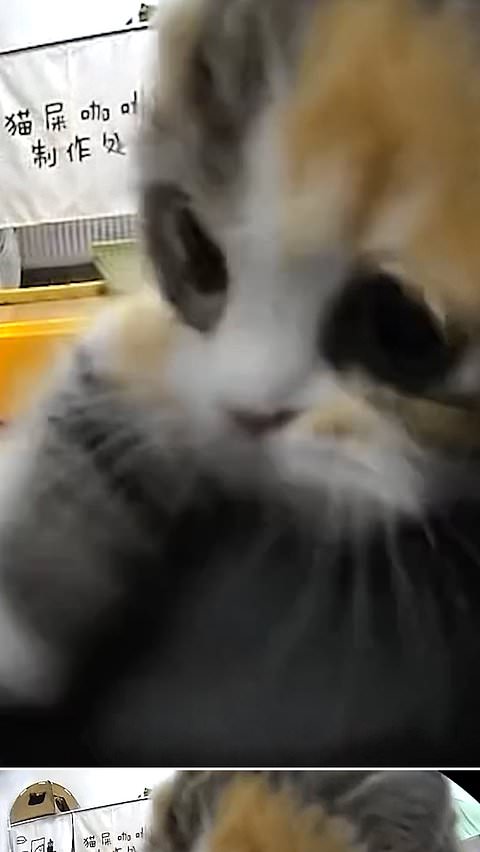 Feisty kitten refuses to share food with adult cat