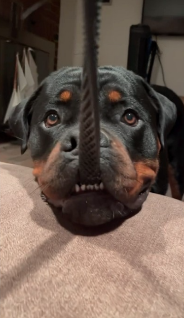 My Bottom Teeth Might Be a Little 'Defective' Cute Rottweiler Moment
