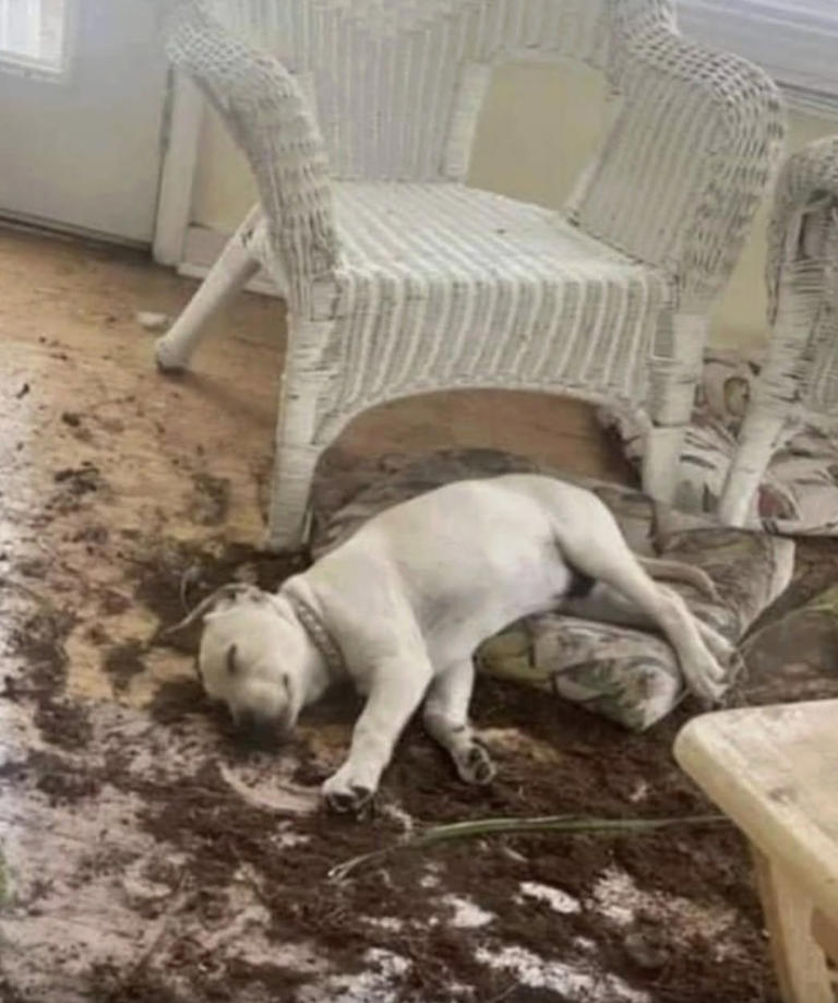 Il cane combina un disastro in casa e si finge addormentato: il padrone ...
