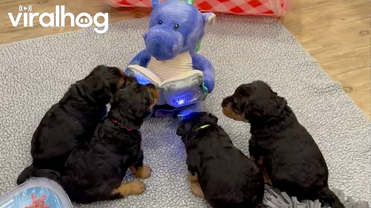 Adorable Welsh terrier puppies gather for story time