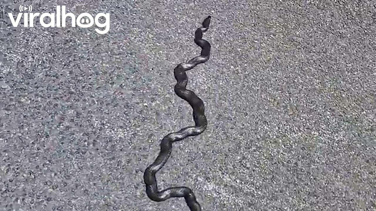 Woman quickly changes her mind about helping a snake