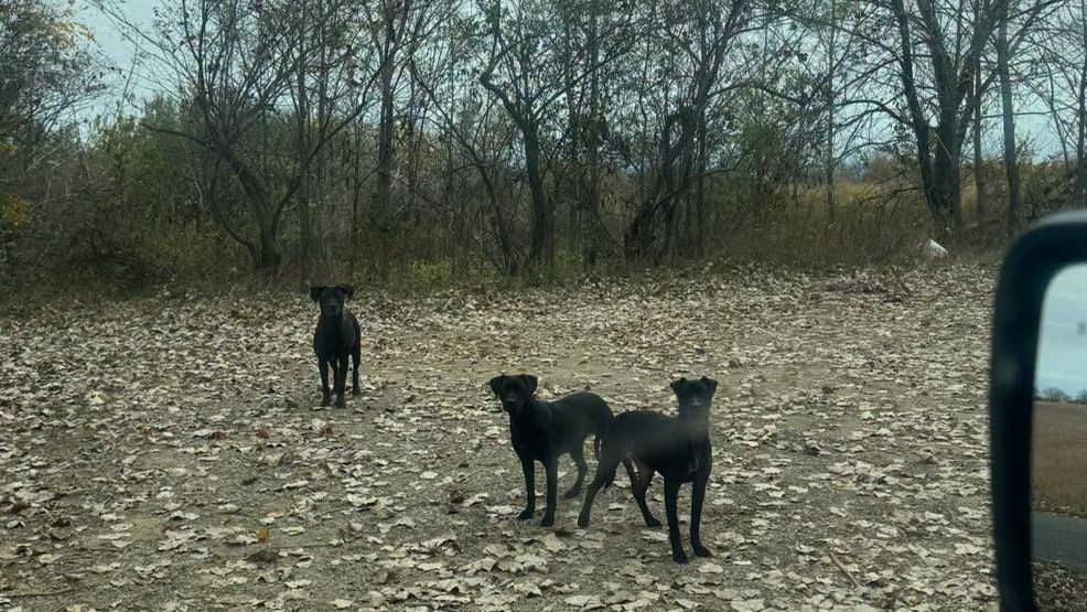 Three dogs dumped near state land in Tuscola County, shelter looking ...