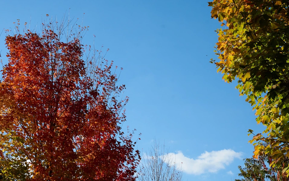 Trees that shape our world and hearts