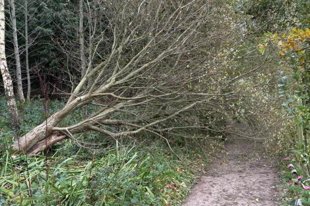Storm Boelo leaves two trees unsafe at Ford Park as clearance work begins