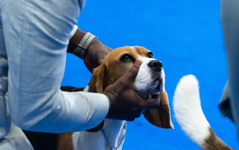 Life with a beagle is never boring