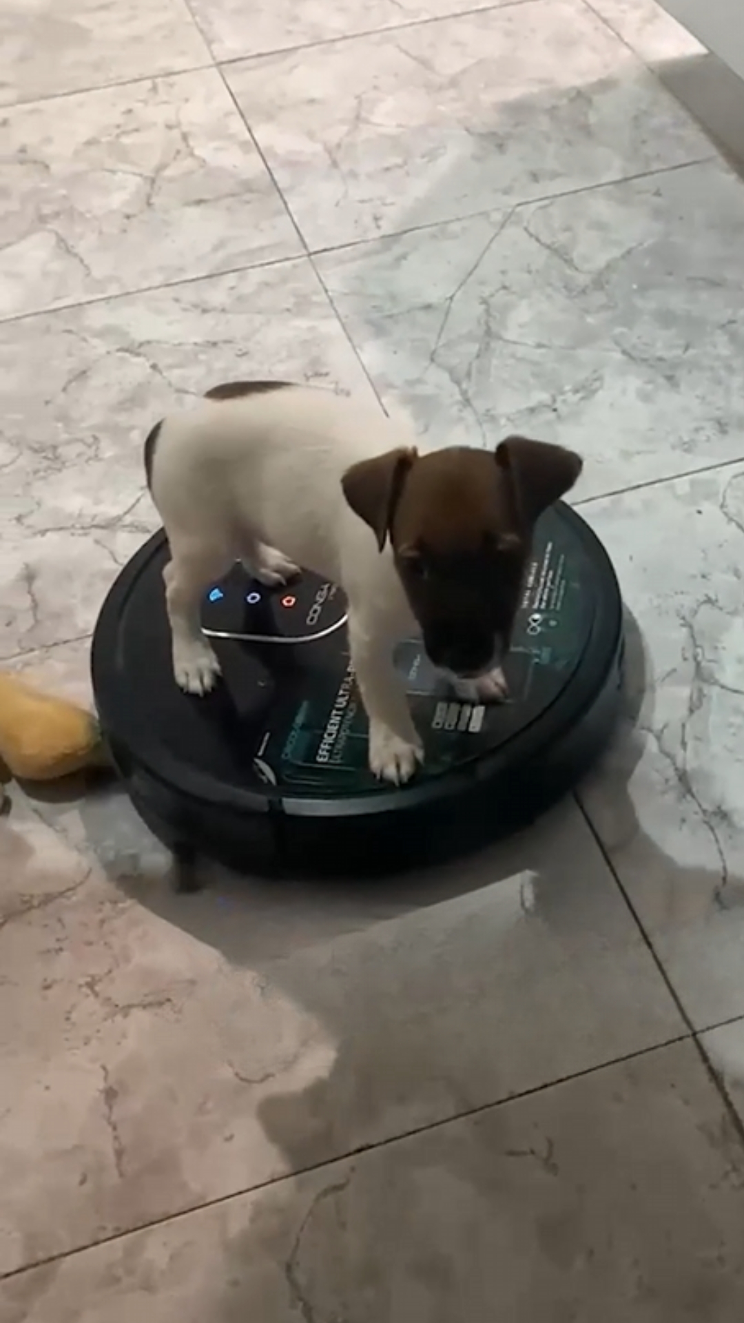 Puppy enjoys a joyride on a robotic vacuum cleaner