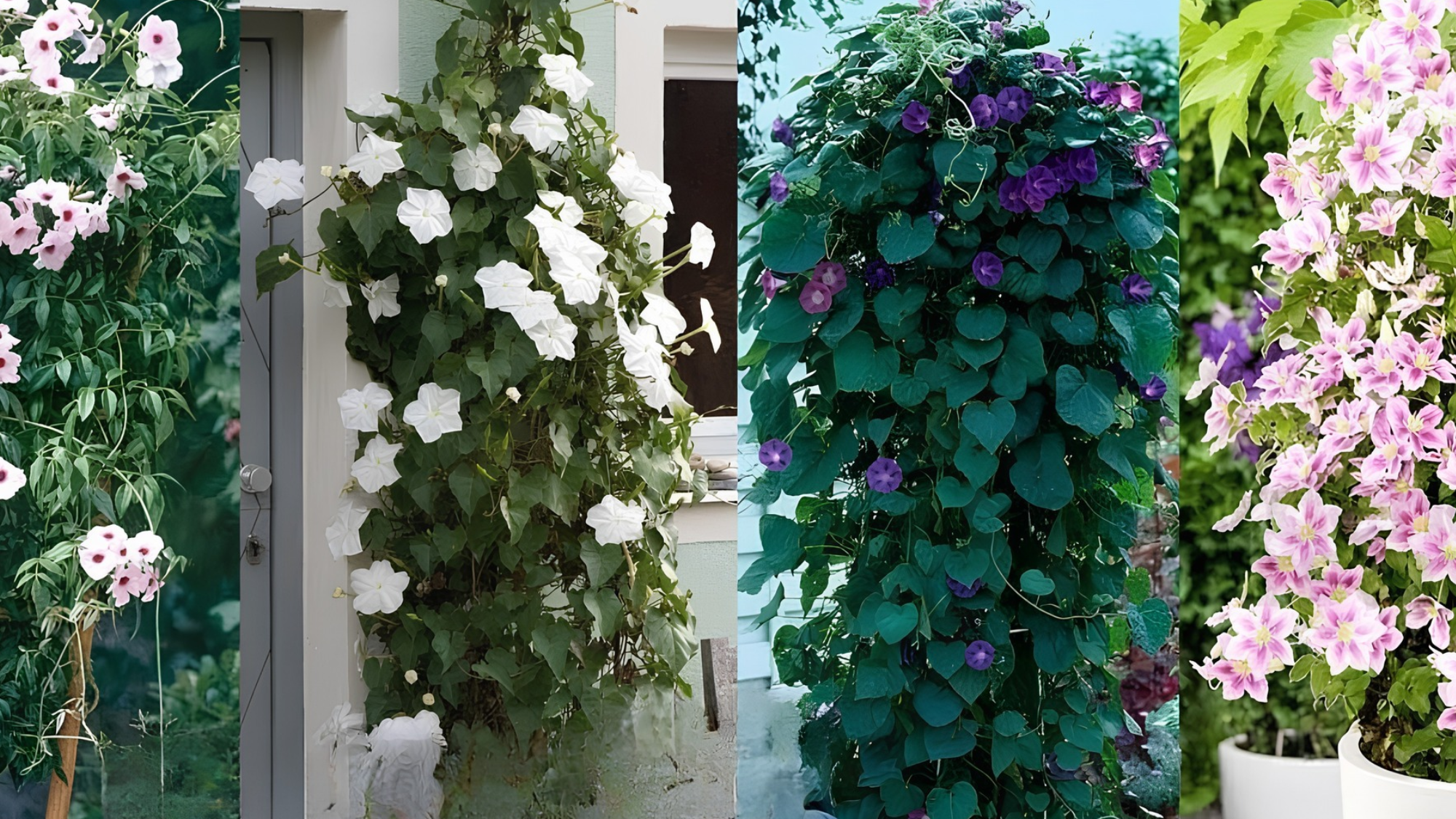 Climbing plants that add natural beauty to compact spaces