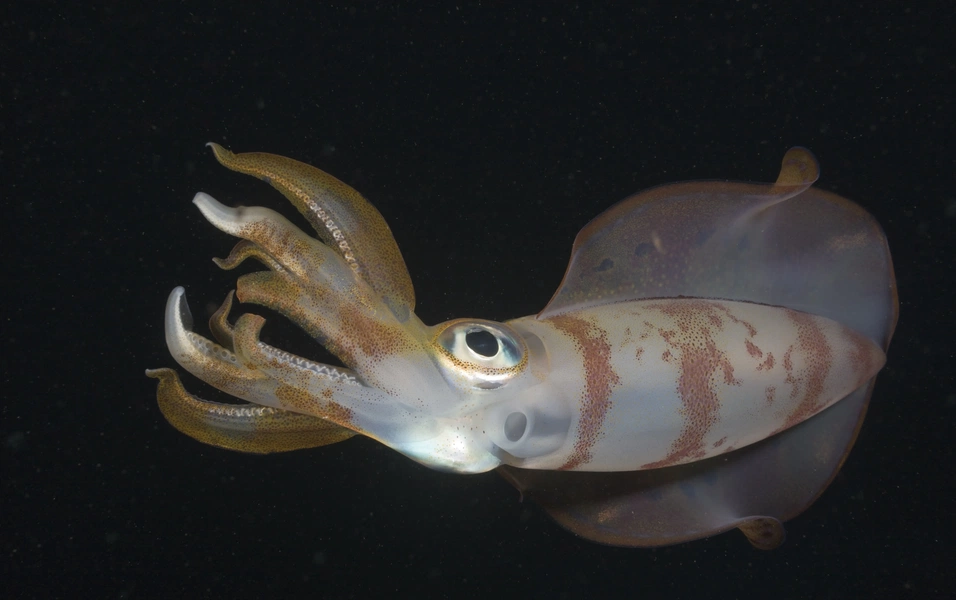 Squids found to recode thousands of proteins via RNA editing