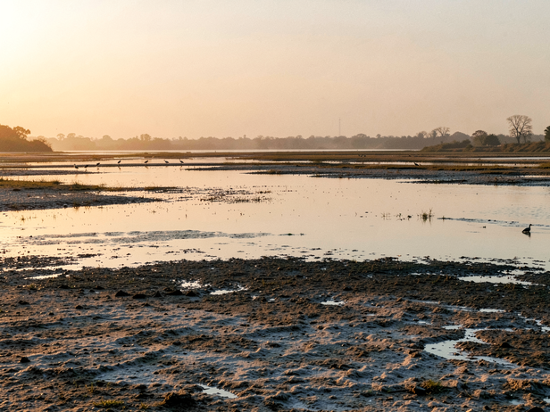 Sambhar Lake bird deaths: What investigators found about avian botulism