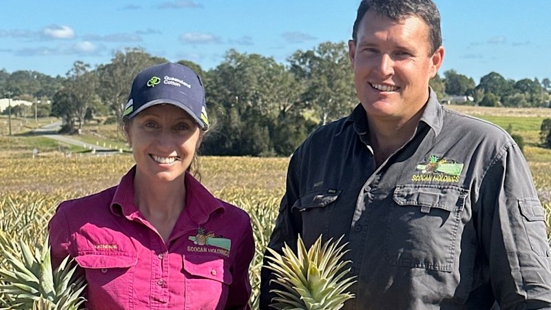 ‘We'll bear the cost': Pineapple farmers sound biosecurity alarm as weather warms up